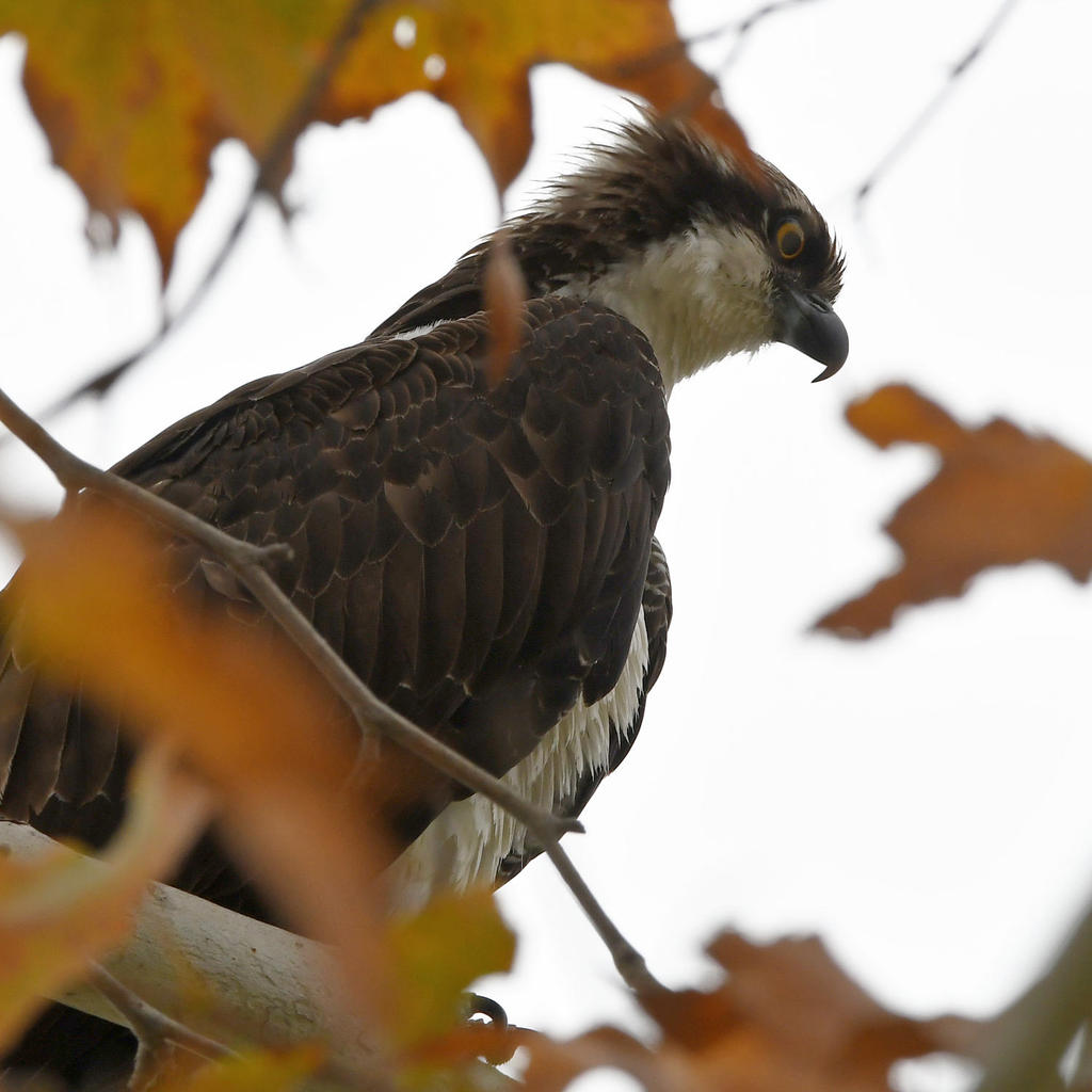 Osprey.jpg