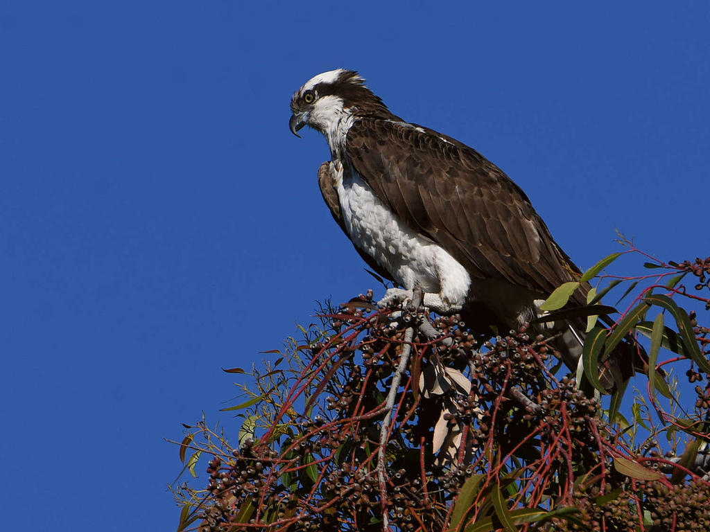 Osprey.jpg