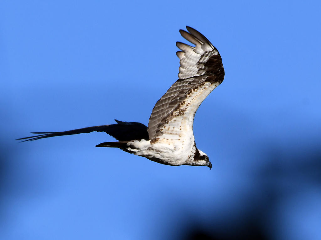 Osprey.jpg