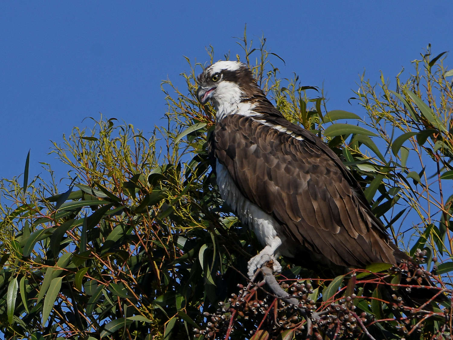 Osprey.jpg