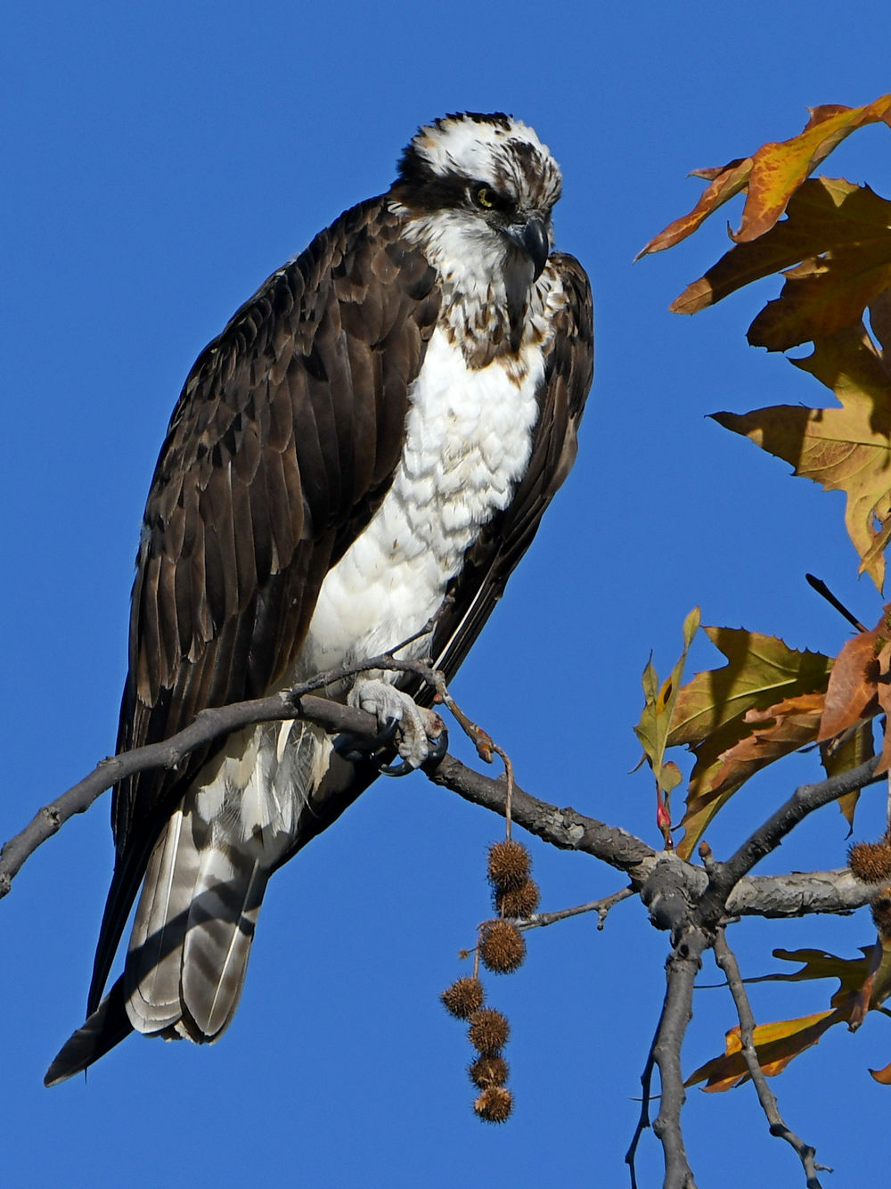 Osprey.jpg