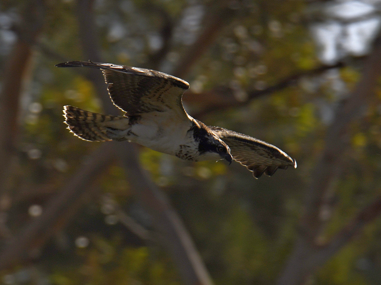 Osprey.jpg