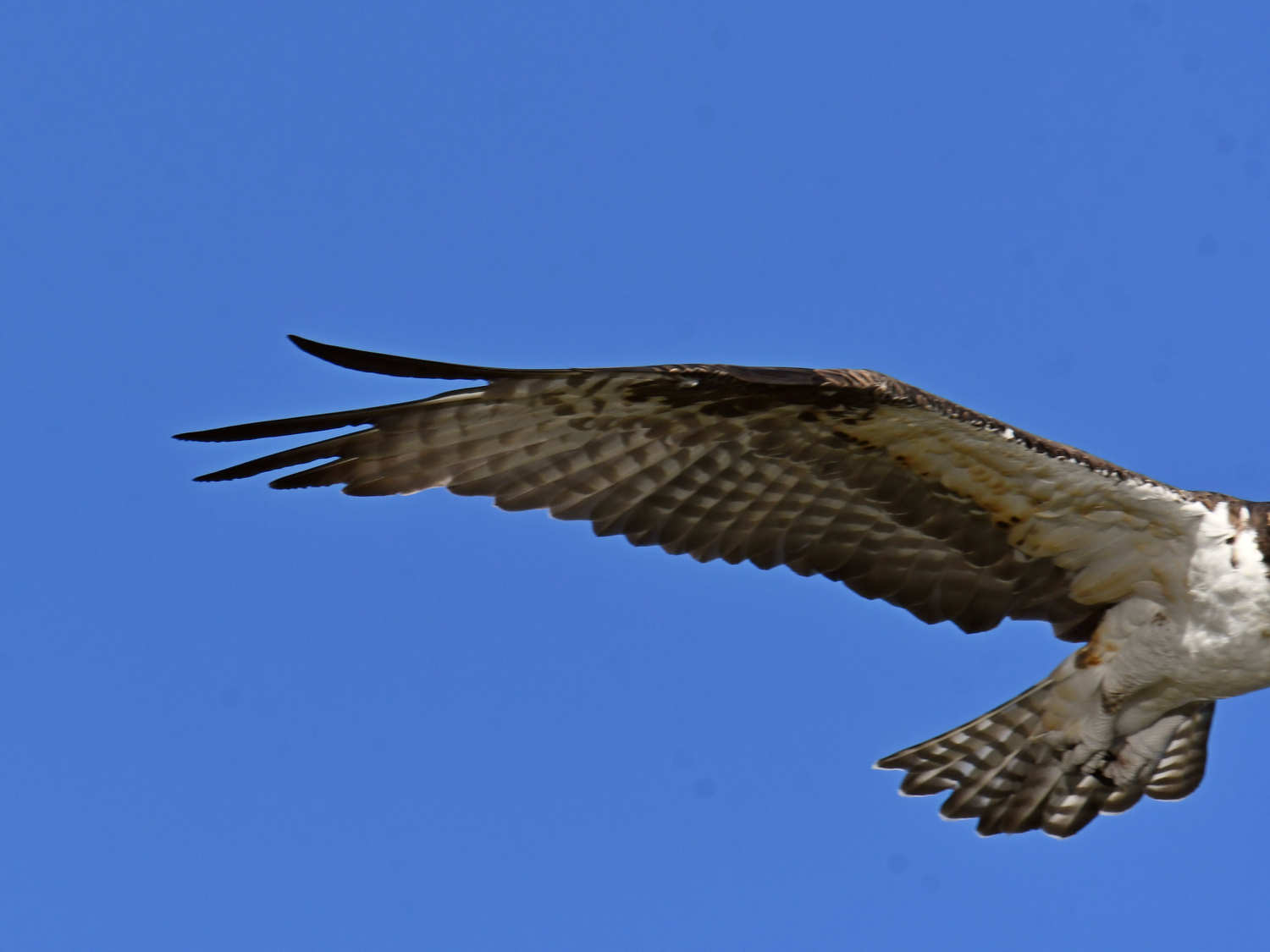 Osprey.jpg