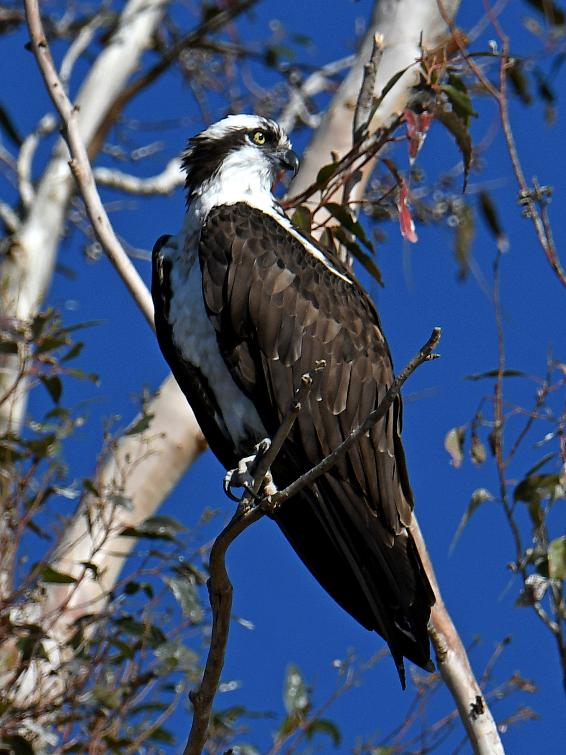 Osprey.jpg