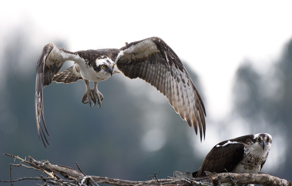 osprey nest.jpg