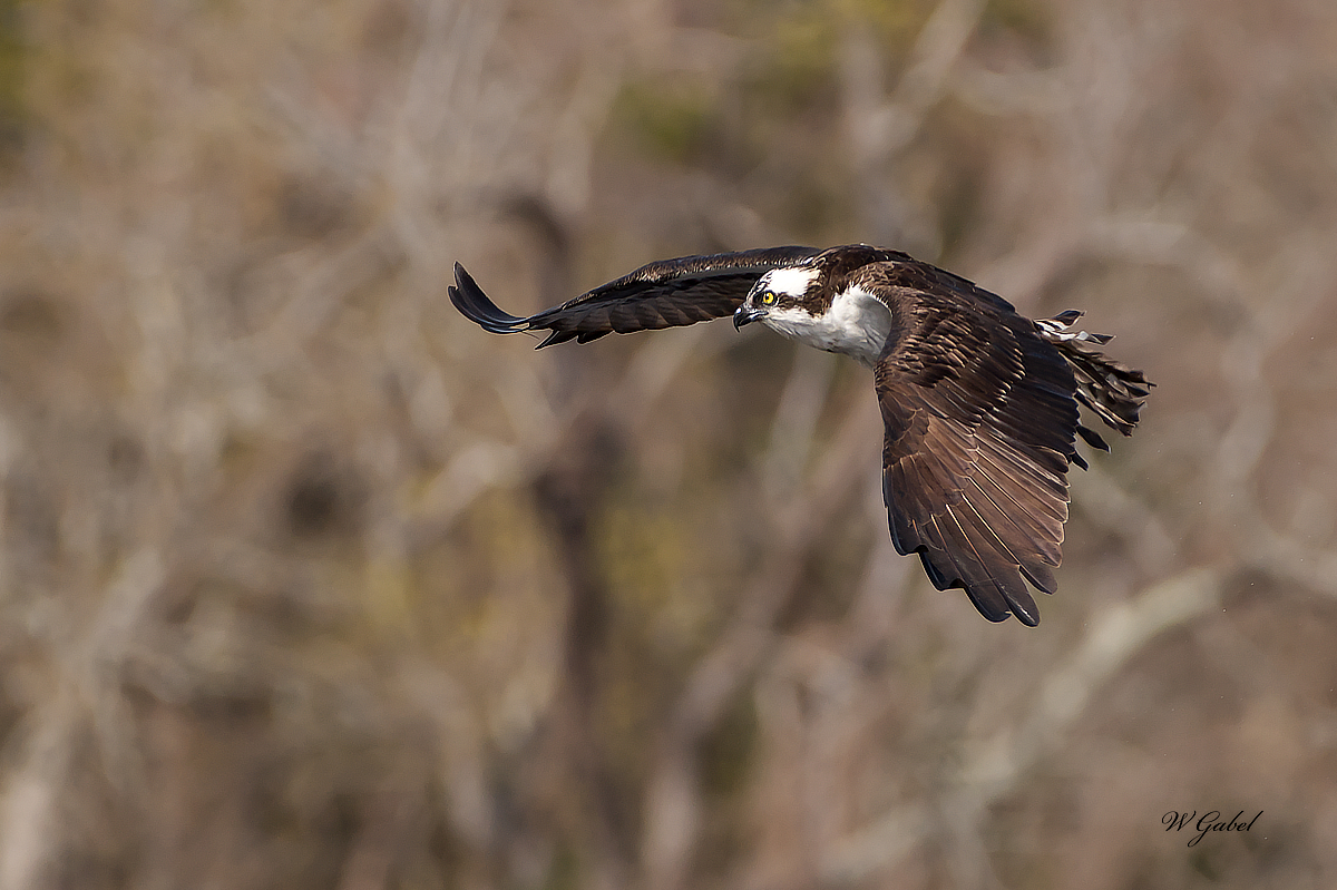Osprey sm.jpg