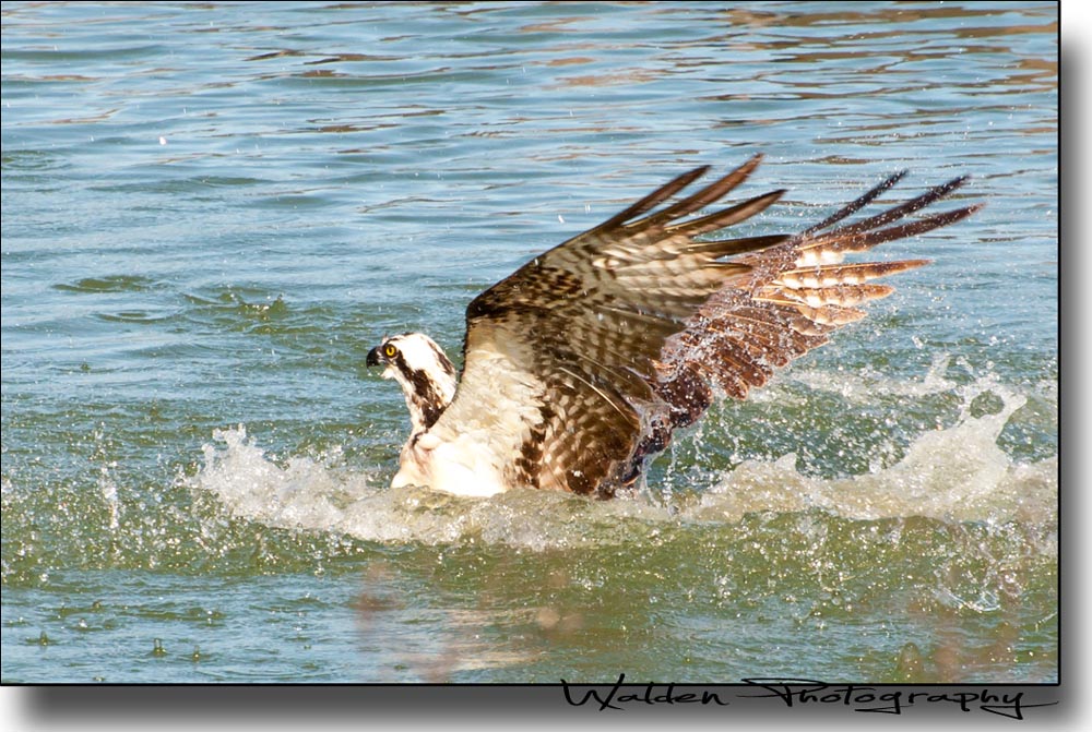 Osprey Splash 1.jpg