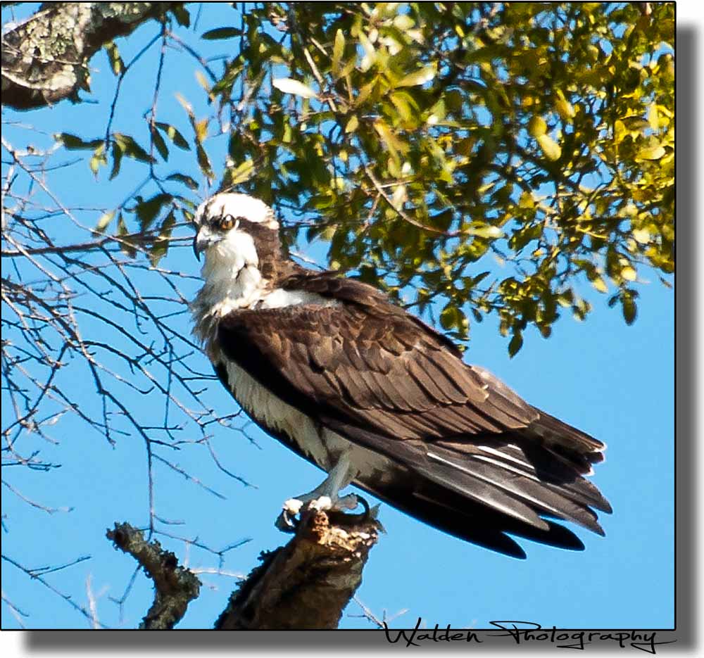 Osprey with Fish 1.jpg