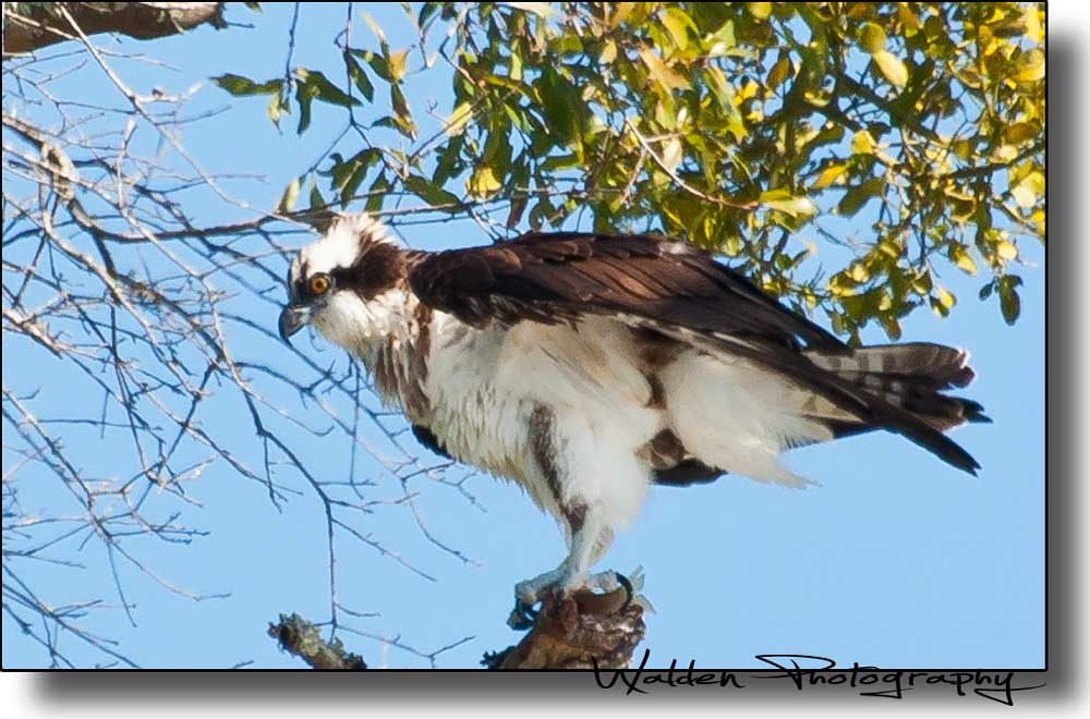 Osprey with Fish 2.jpg