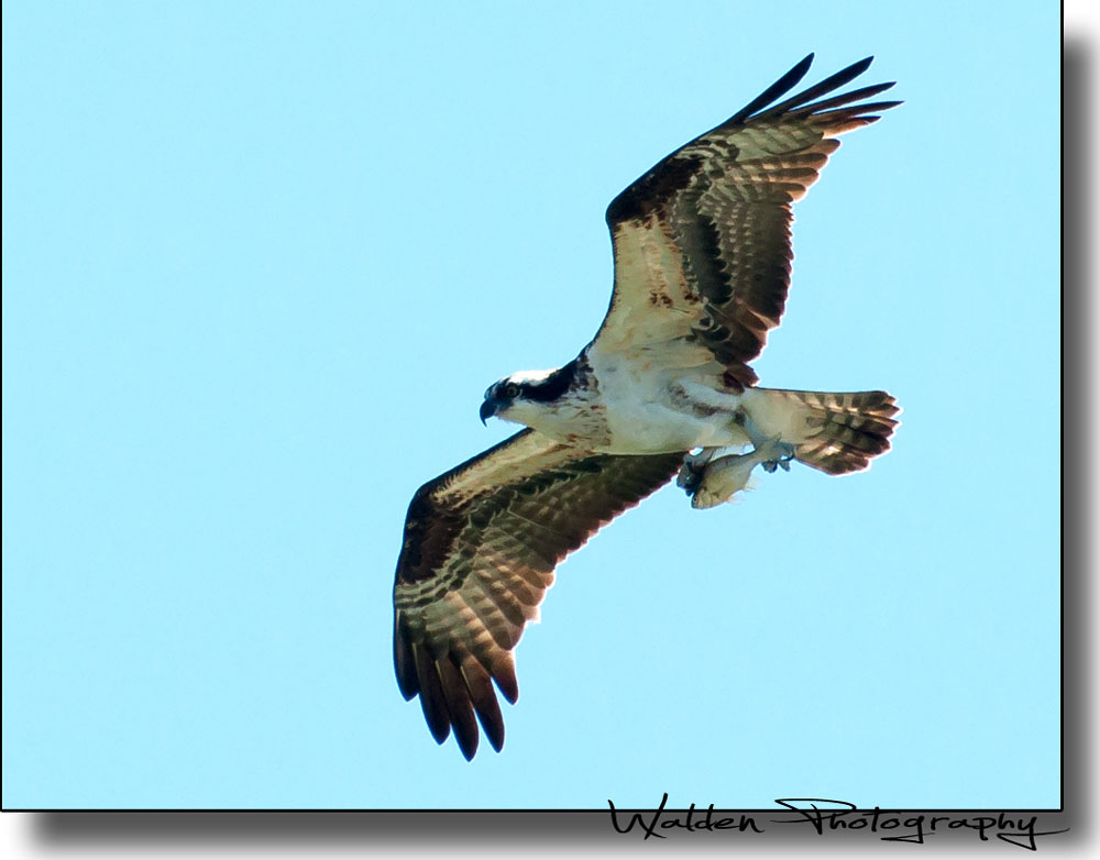 Osprey with Fish.jpg