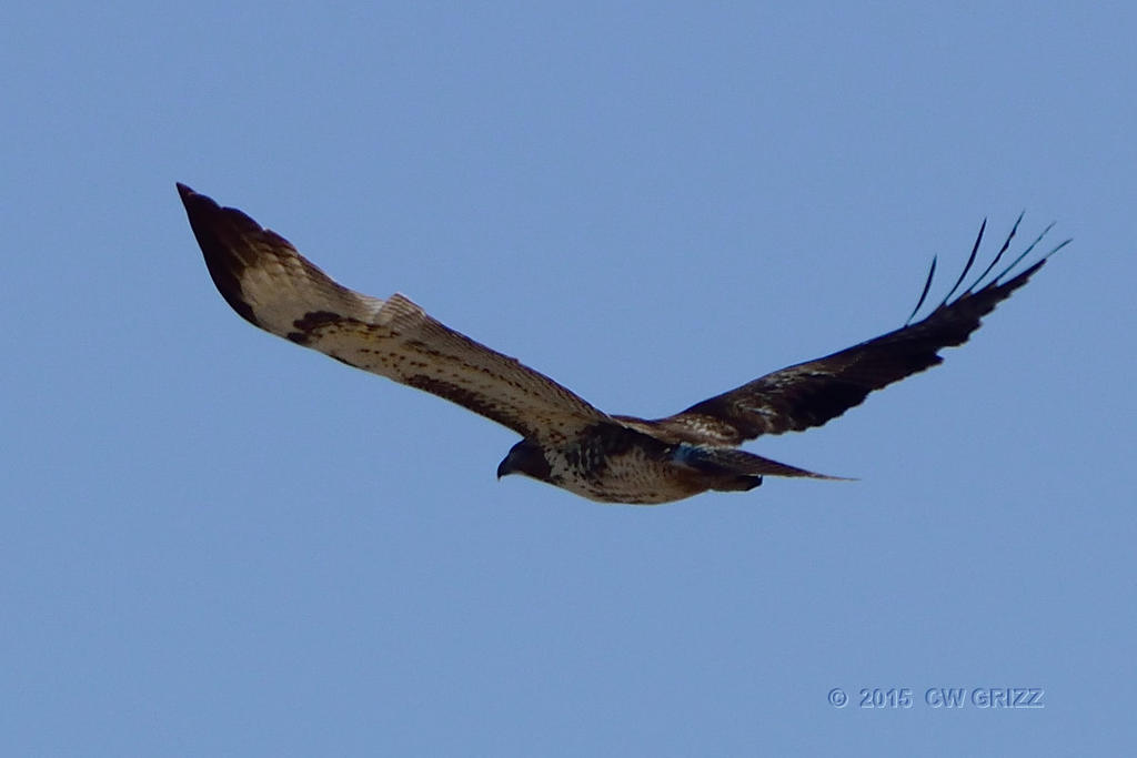 osprey1-cr.jpg