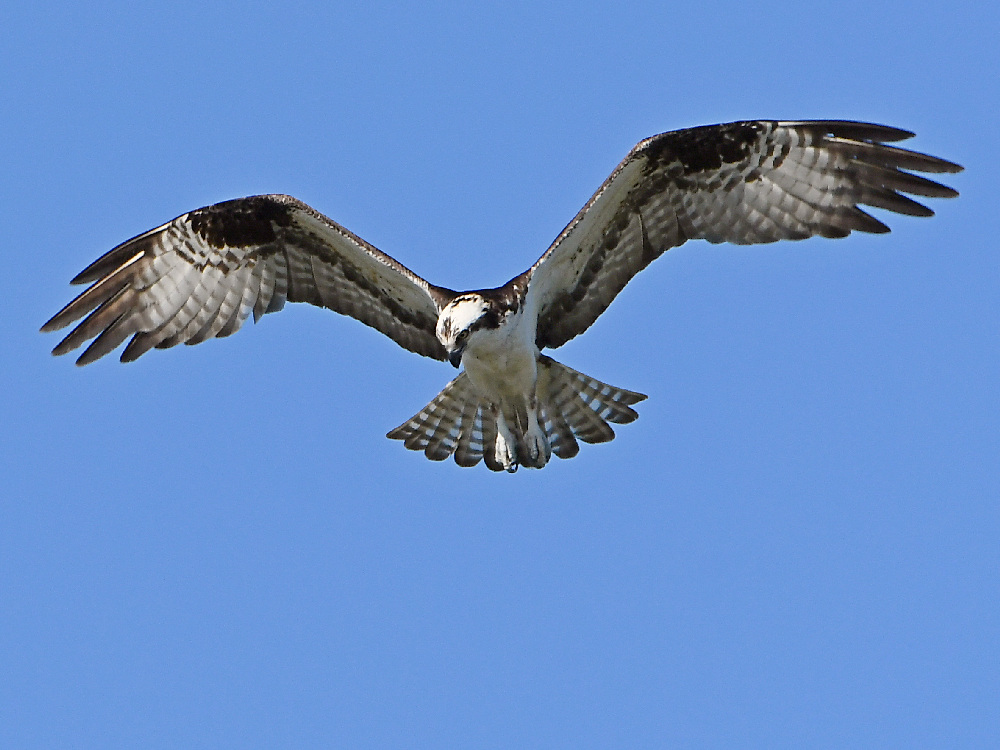 Osprey10.jpg