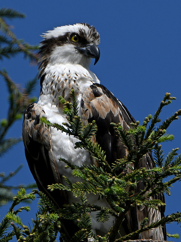 Osprey10.jpg