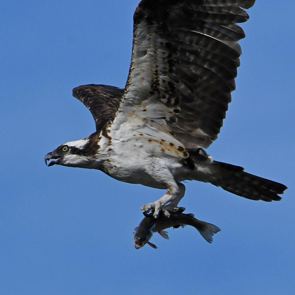 Osprey10.jpg
