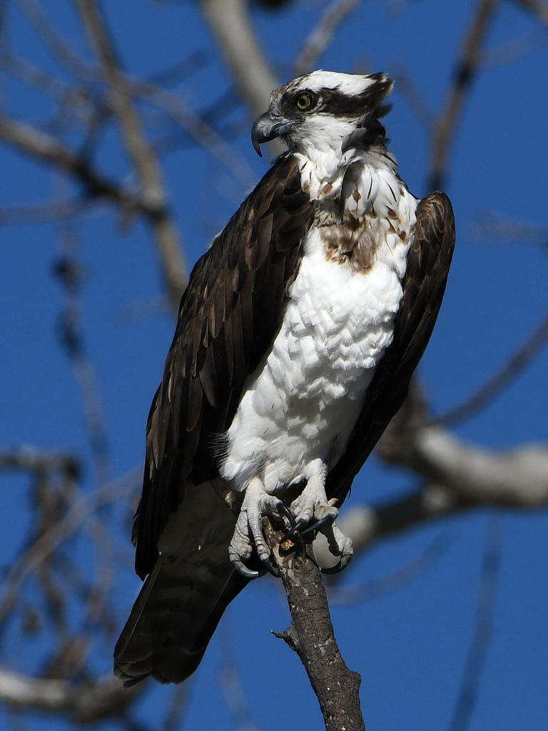 Osprey10.jpg