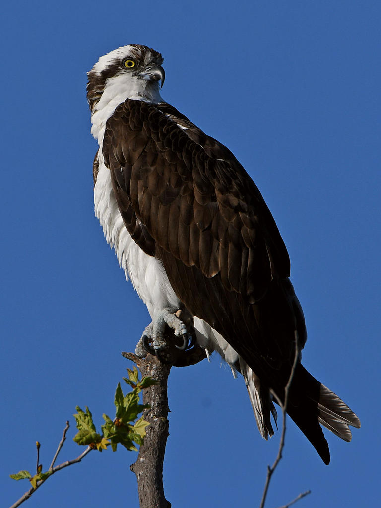 Osprey10.jpg