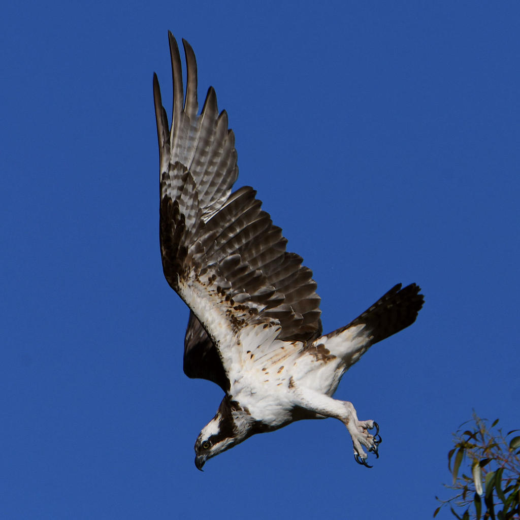 Osprey10.jpg