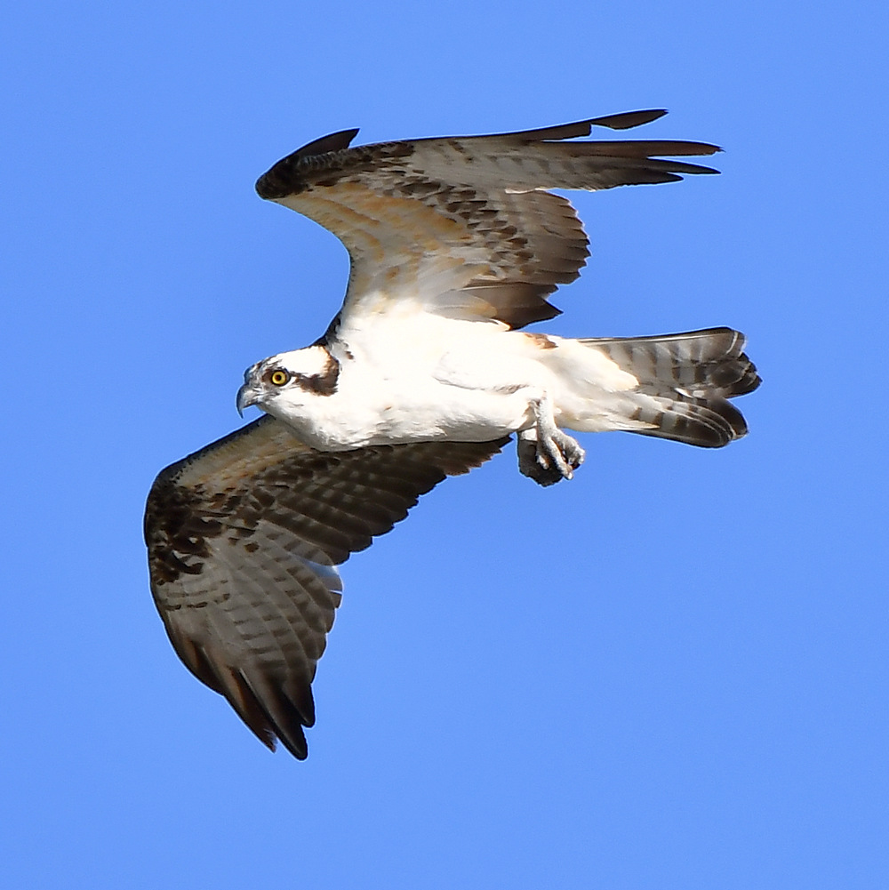 Osprey11.jpg