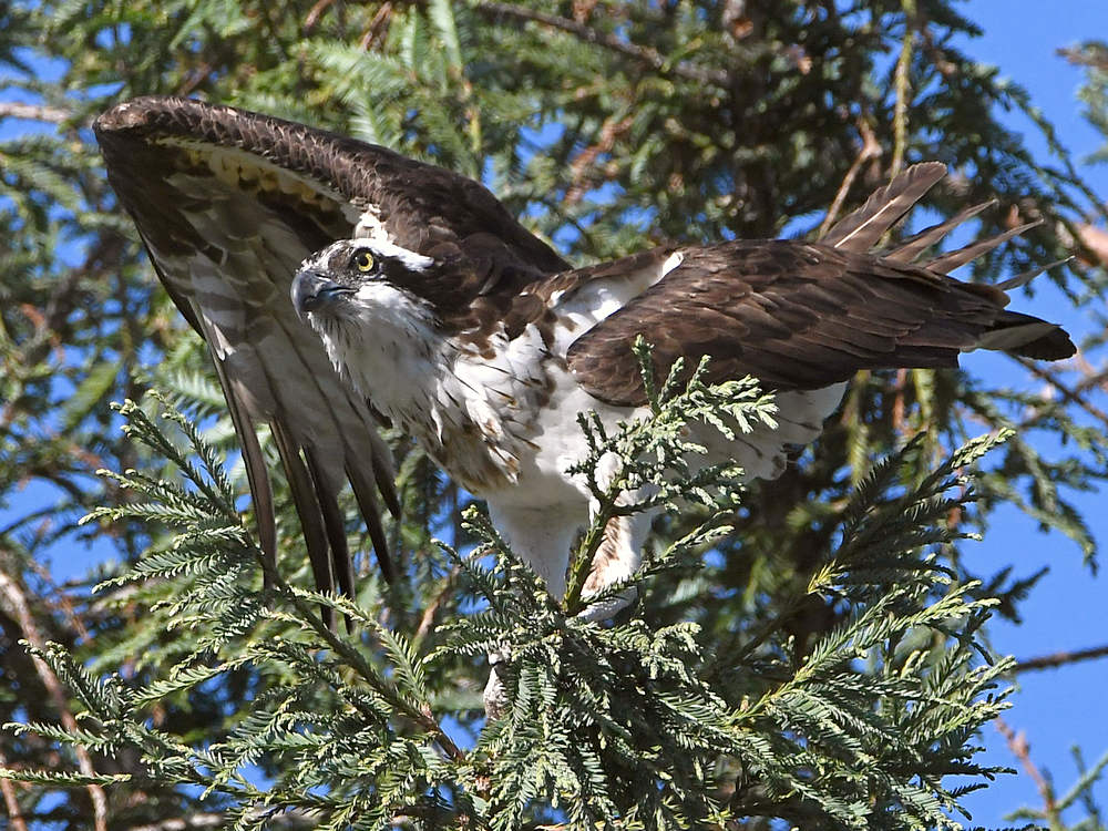 Osprey11.jpg