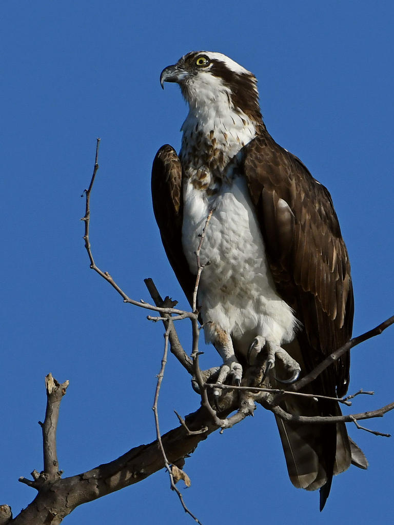 Osprey11.jpg