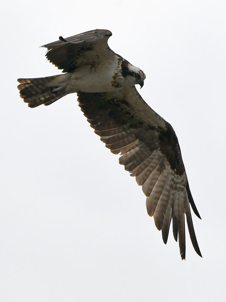 Osprey11.jpg