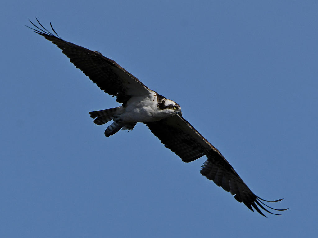 Osprey11.jpg