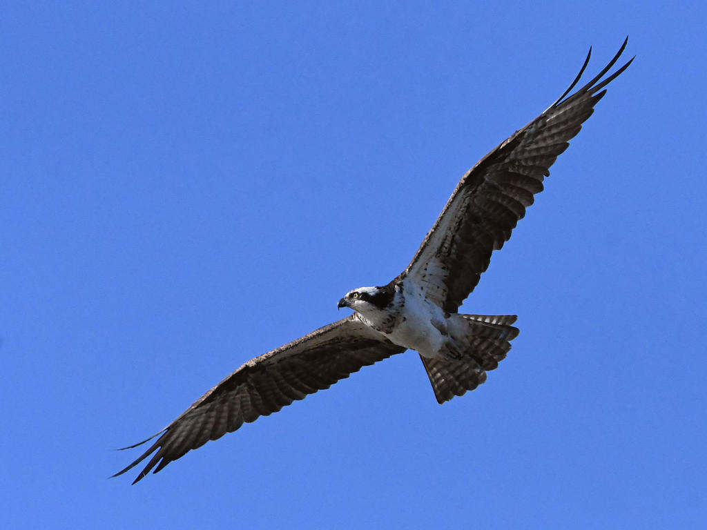 Osprey11.jpg