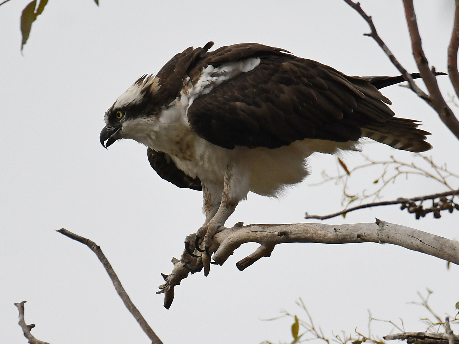 Osprey11.jpg