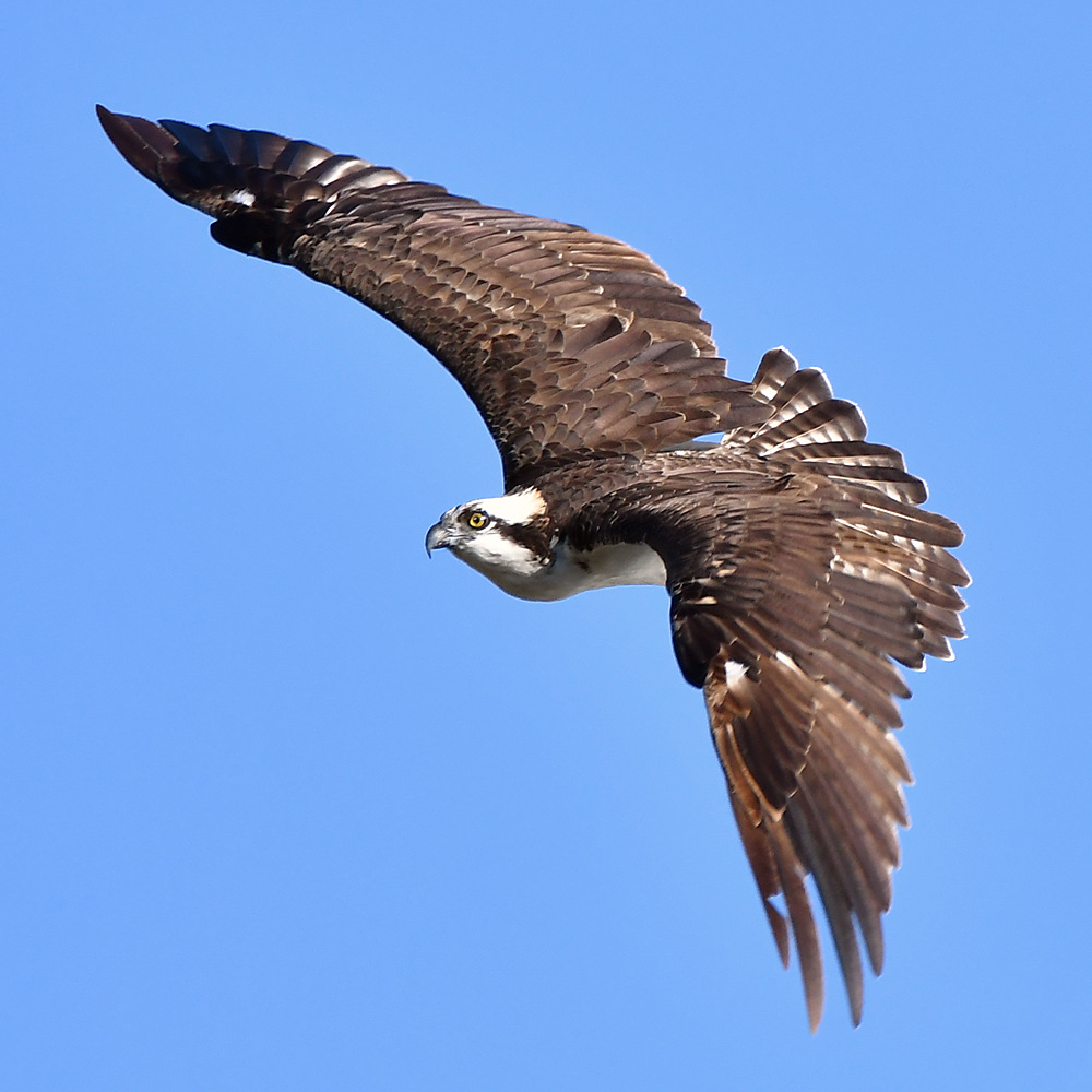 Osprey12.jpg
