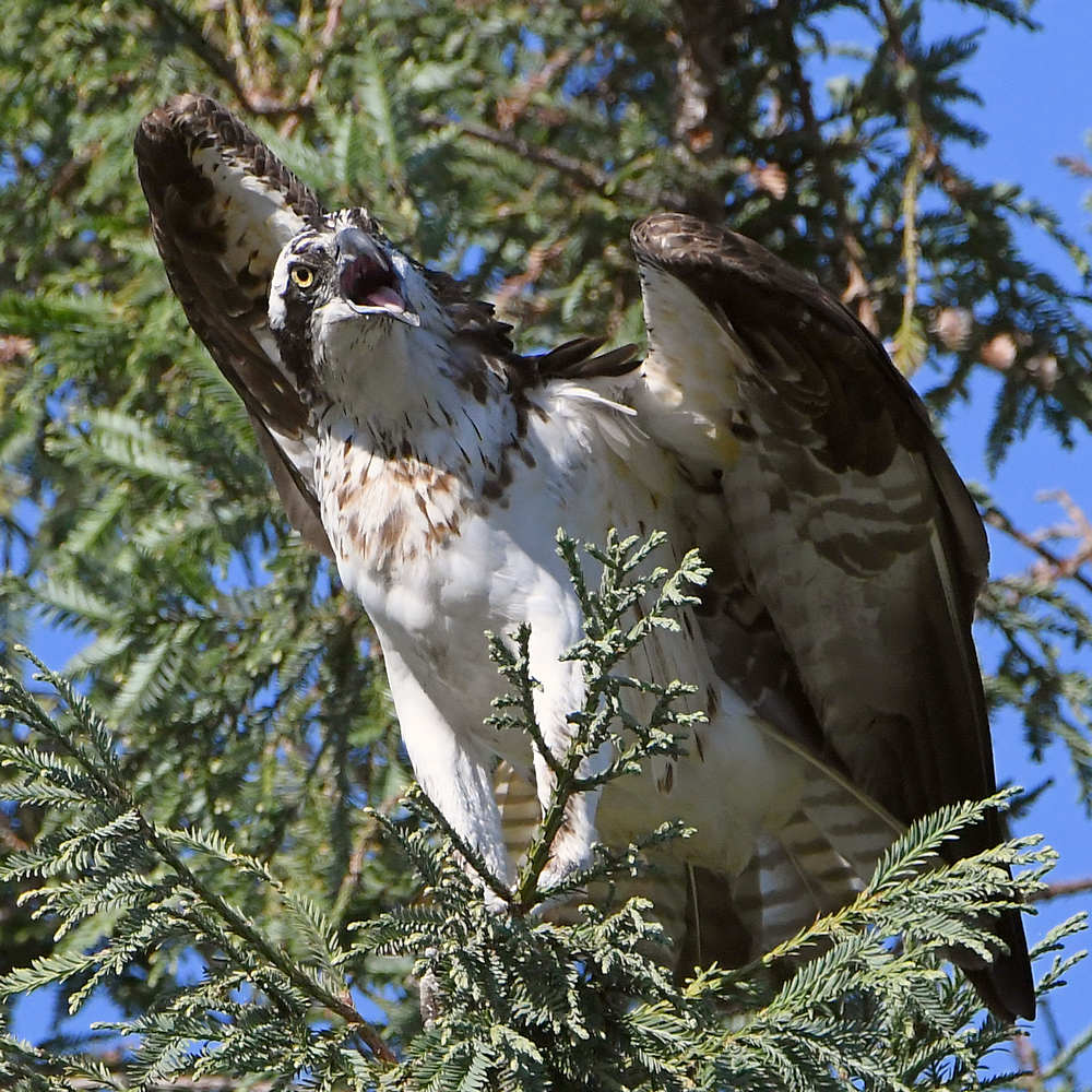 Osprey12.jpg