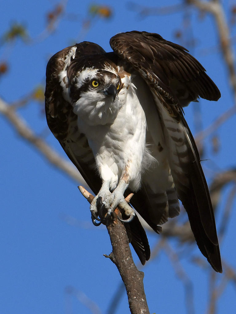 Osprey12.jpg