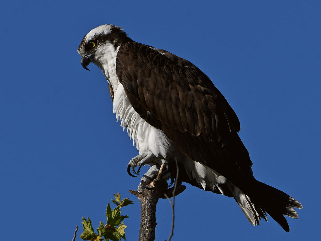 Osprey12.jpg