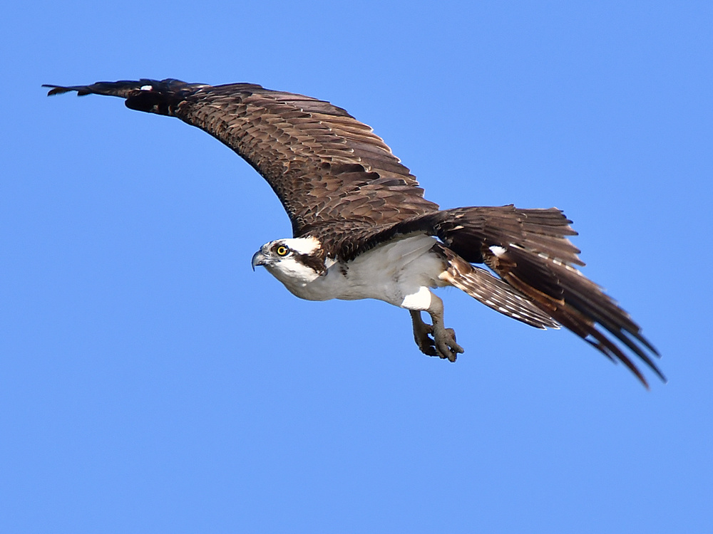 Osprey13.jpg