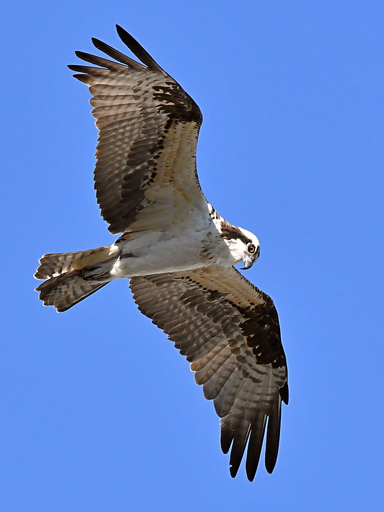 Osprey13.jpg