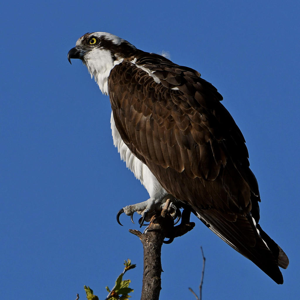 Osprey13.jpg