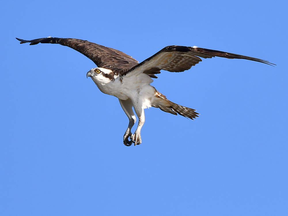 Osprey14.jpg