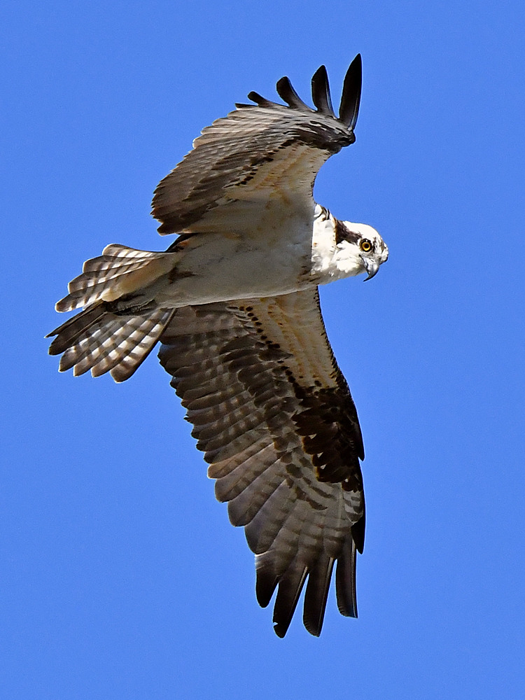 Osprey14.jpg