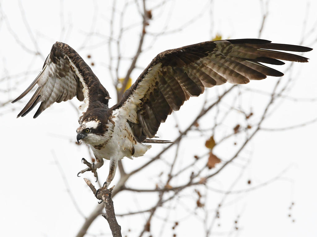 Osprey14.jpg