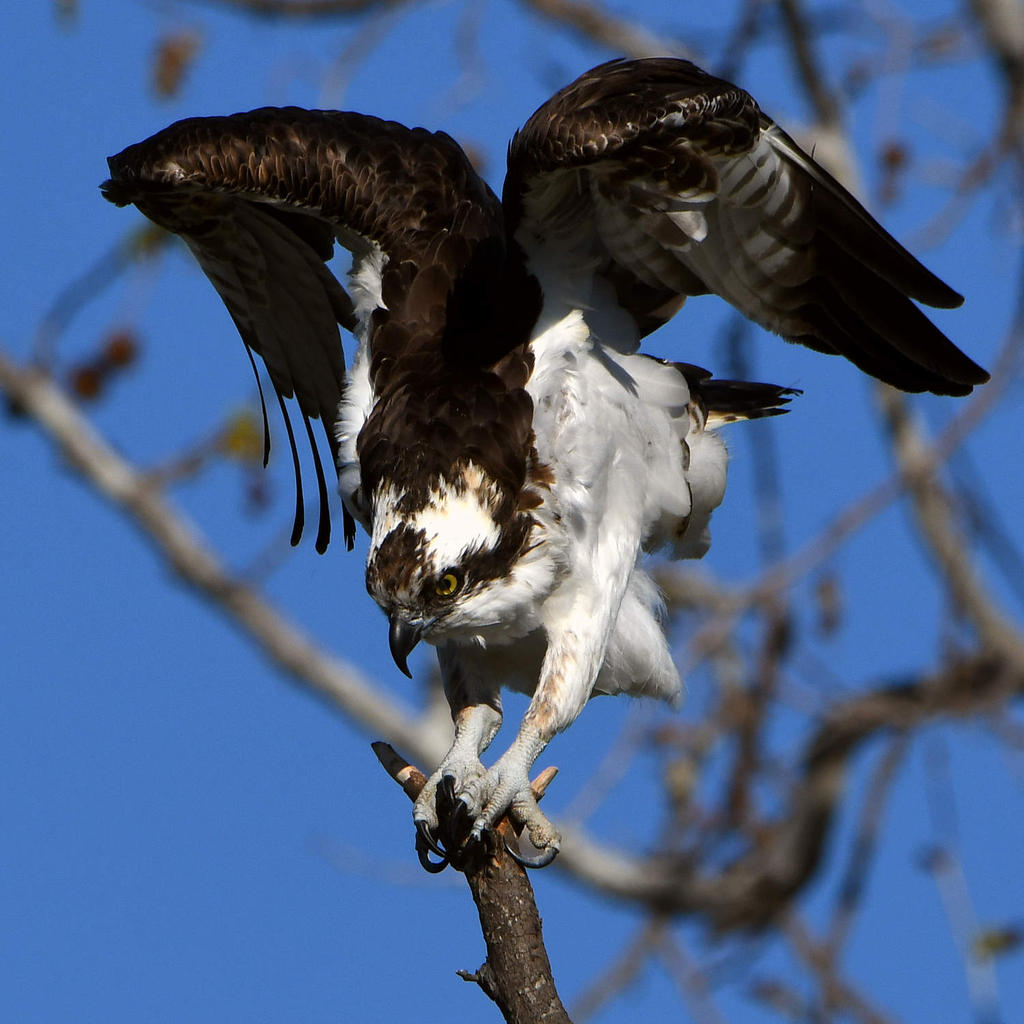 Osprey14.jpg