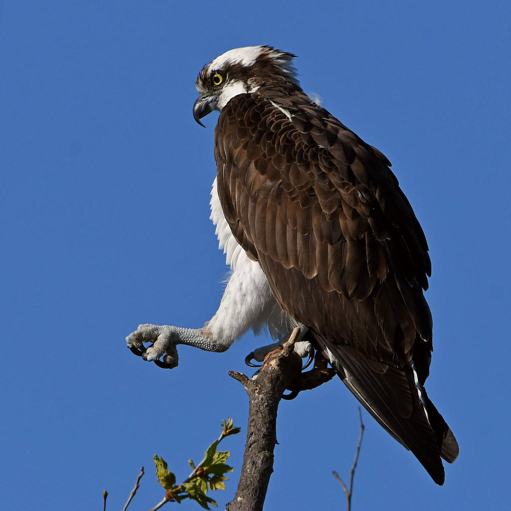 Osprey14.jpg