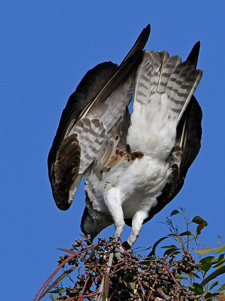 Osprey14.jpg