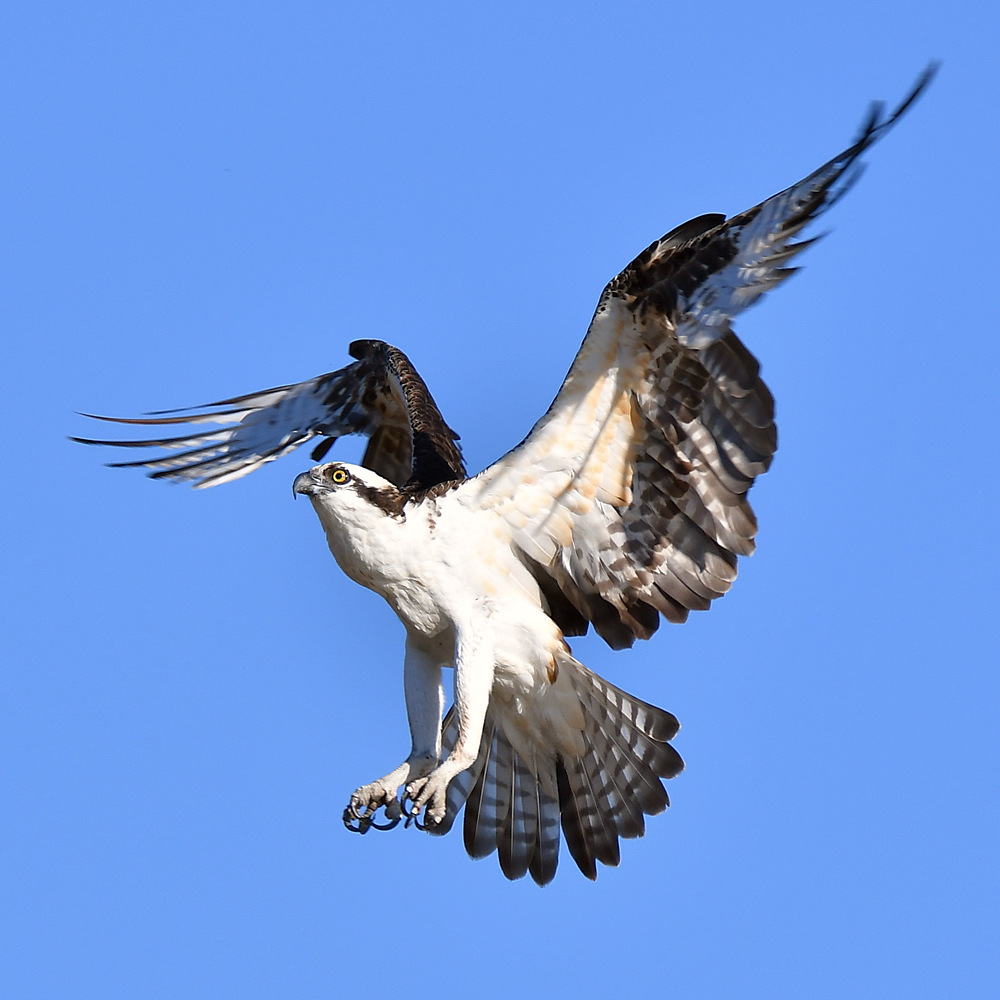 Osprey15.jpg