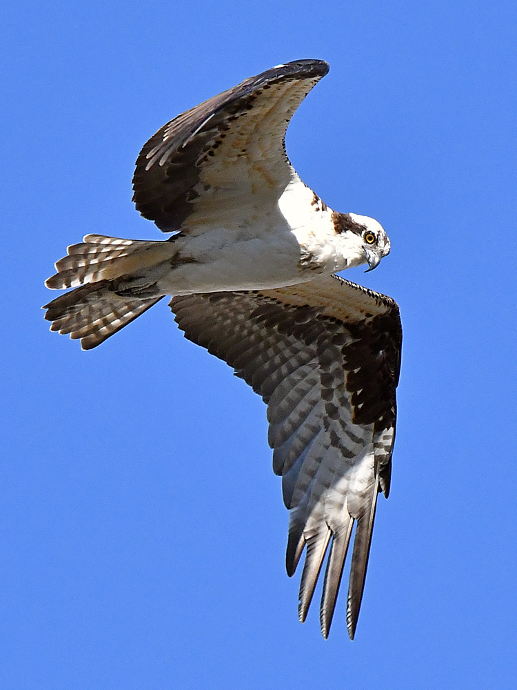Osprey15.jpg