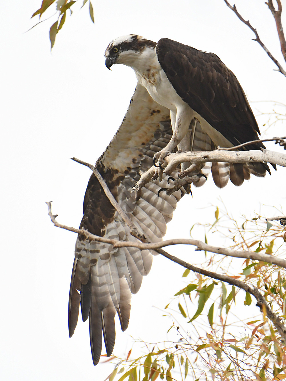 Osprey15.jpg