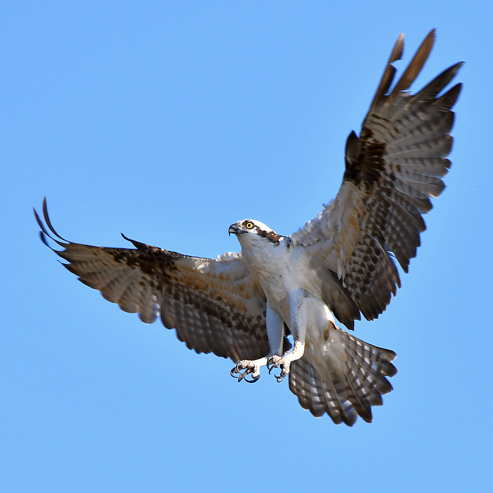 Osprey16.jpg