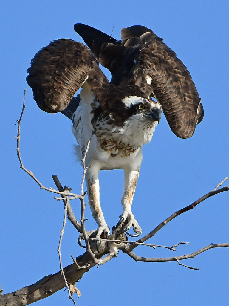 Osprey16.jpg