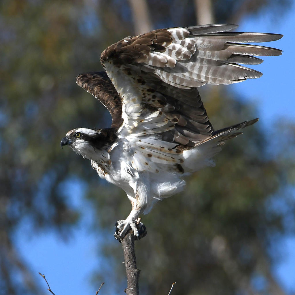Osprey16.jpg