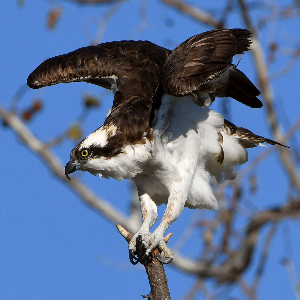 Osprey16.jpg