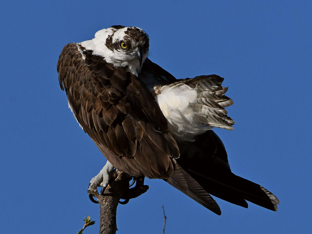 Osprey16.jpg