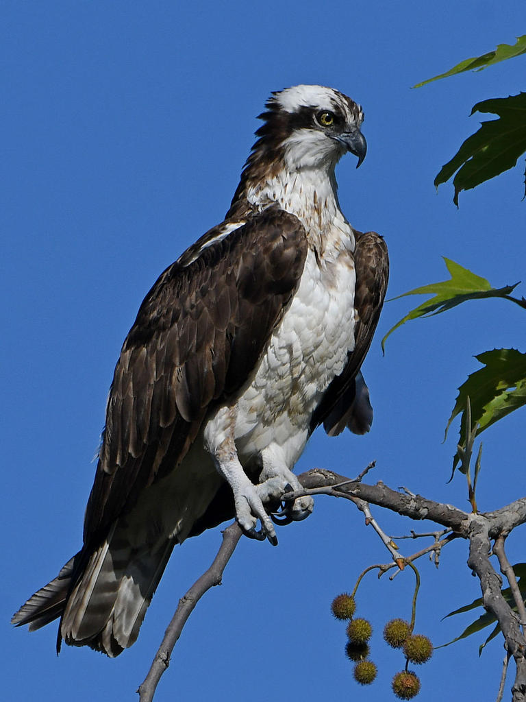 Osprey16.jpg